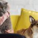 Nomes mais criativos de cachorro e gato mais usados no Brasil em 2025
