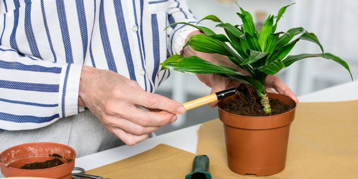 Plantas no verão precisam de cuidados específicos com irrigação, drenagem e exposição ao sol para manter o equilíbrio
