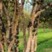 Um jeito simples de plantar jabuticaba no verão e aproveitar a fruta fresca em casa