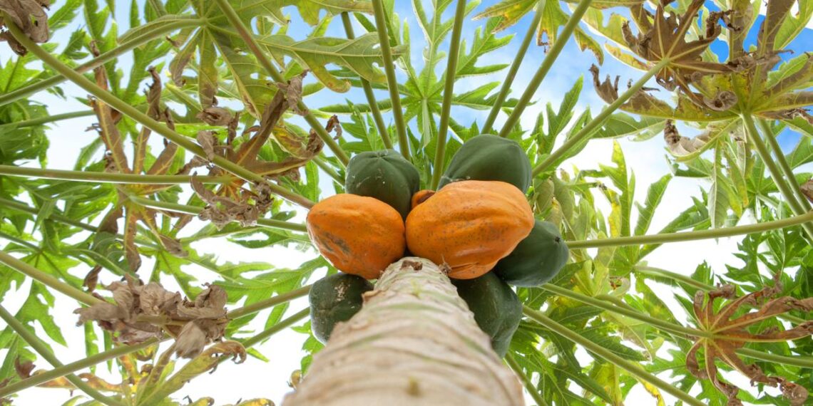 Como cuidar do mamoeiro em casa e aproveitar frutas frescas direto do pé