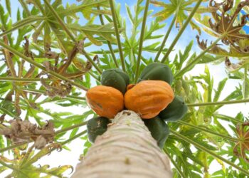 Como cuidar do mamoeiro em casa e aproveitar frutas frescas direto do pé