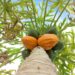 Como cuidar do mamoeiro em casa e aproveitar frutas frescas direto do pé