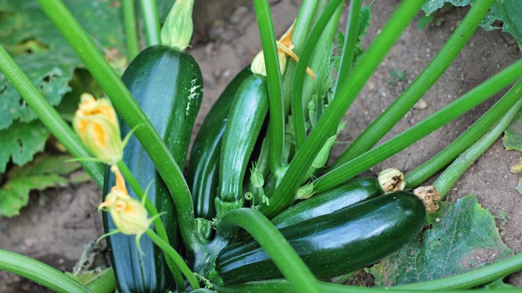 cultivo de abobrinha