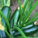 cultivo de abobrinha