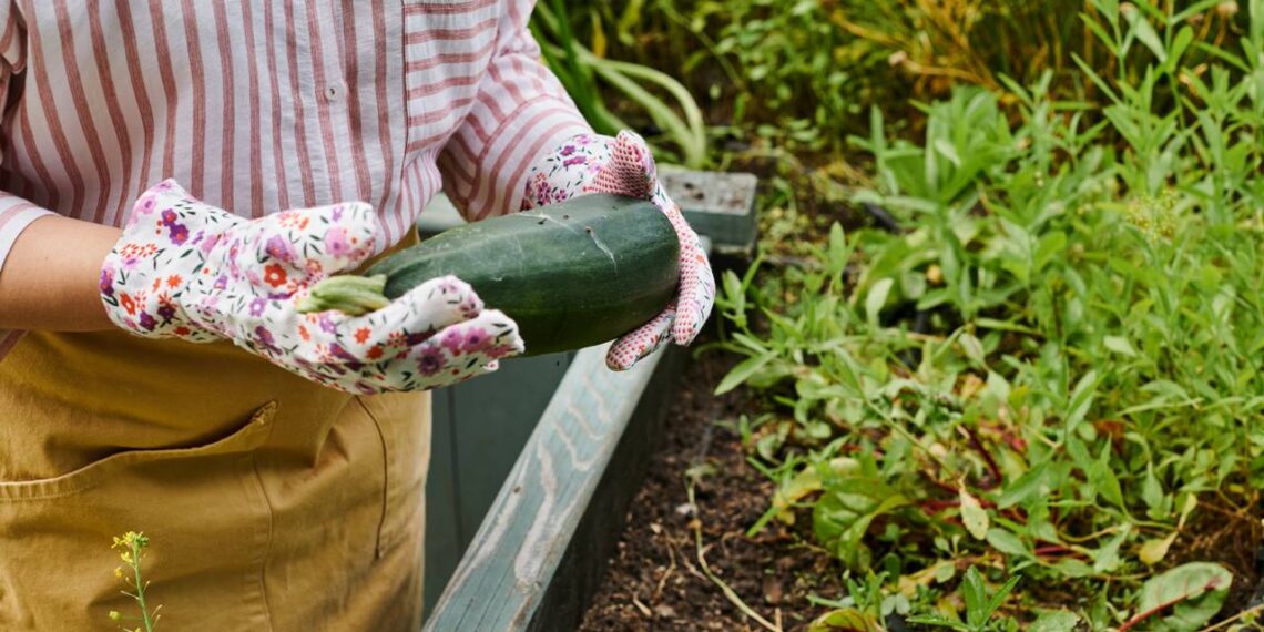Passo a passo para plantar abobrinha em casa e colher com frequência mesmo em pouco espaço