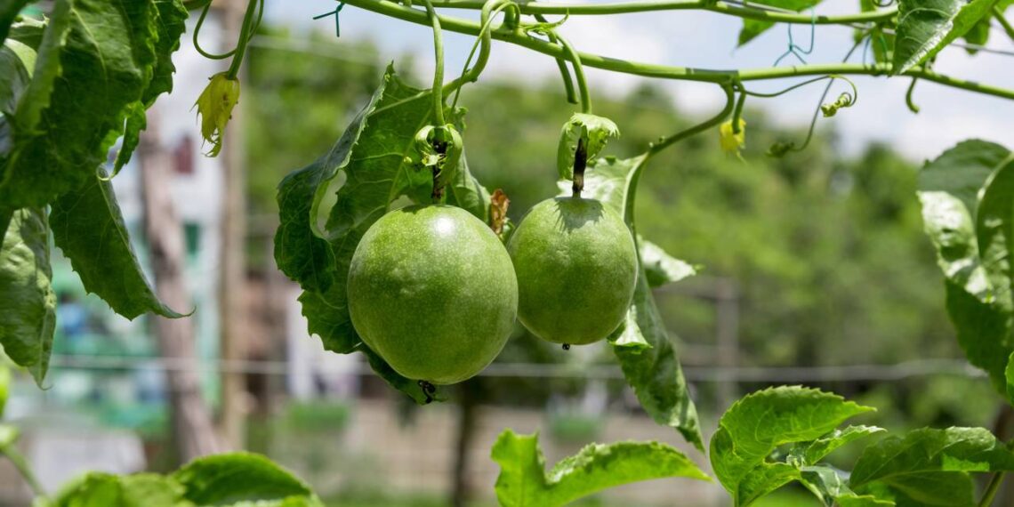 Plantação de maracujá
