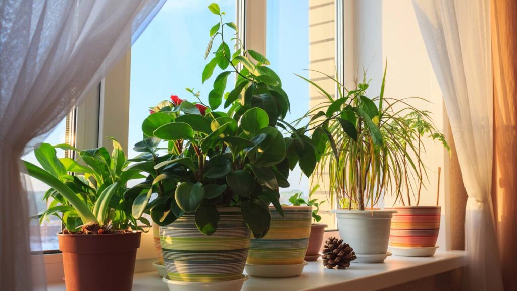 Plantas na janela