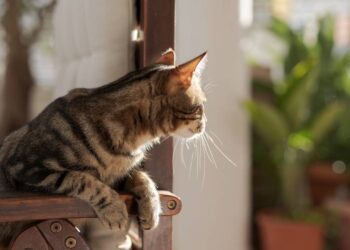 plantas que seguras para gatos