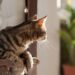 plantas que seguras para gatos