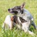 prevenir pulgas e carrapatos no pet durante o verão