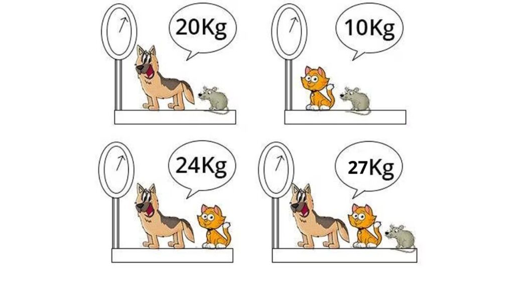 Calcular o peso dos animais em 11 segundos é possível? Teste agora