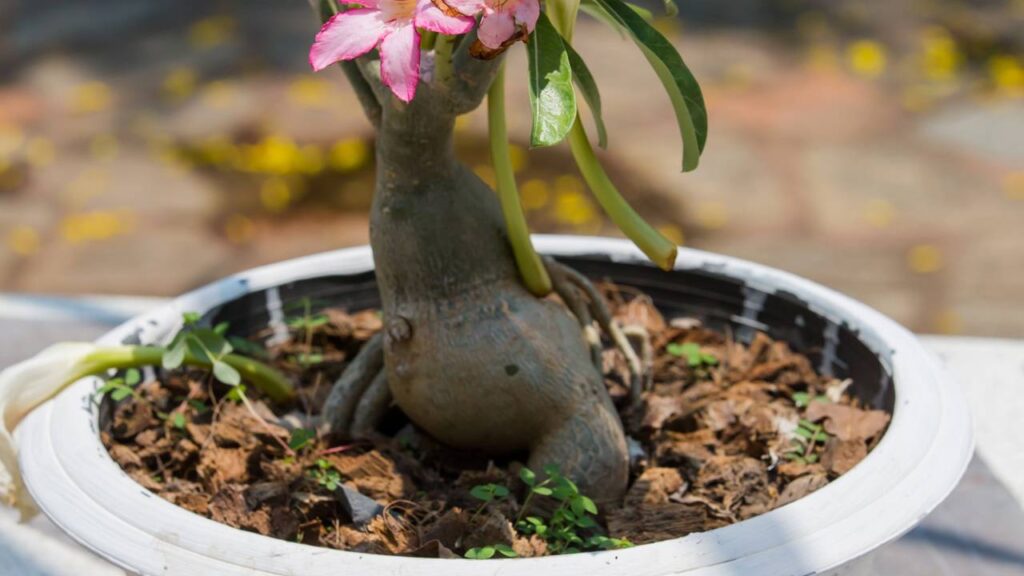 rosa do deserto