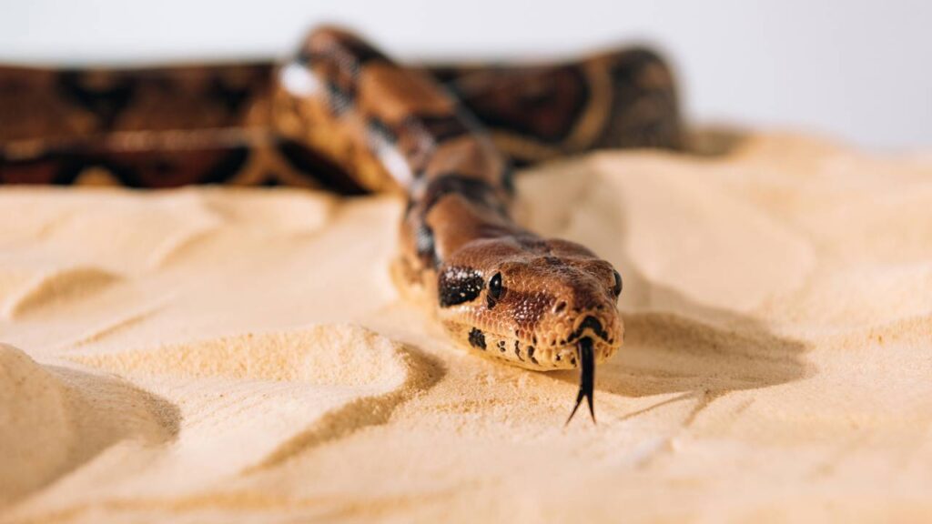 Criança encontrou cobra enquanto brinca e a morde até a morte: “Ela já havia mordido a cobra e a matado no local”
