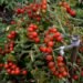 plantação de tomate cereja