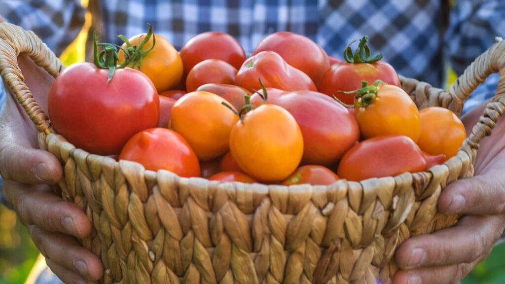 colheita de tomate cereja