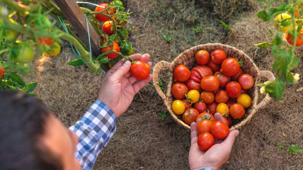 Colheita de tomate cereja