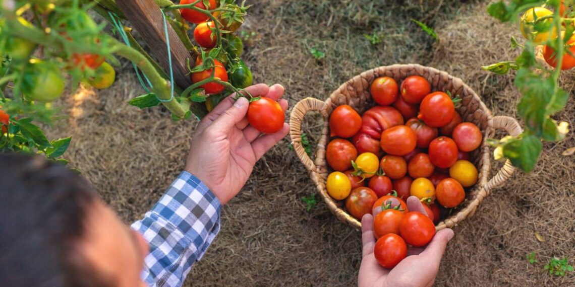 Colheita de tomate cereja