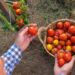 Colheita de tomate cereja