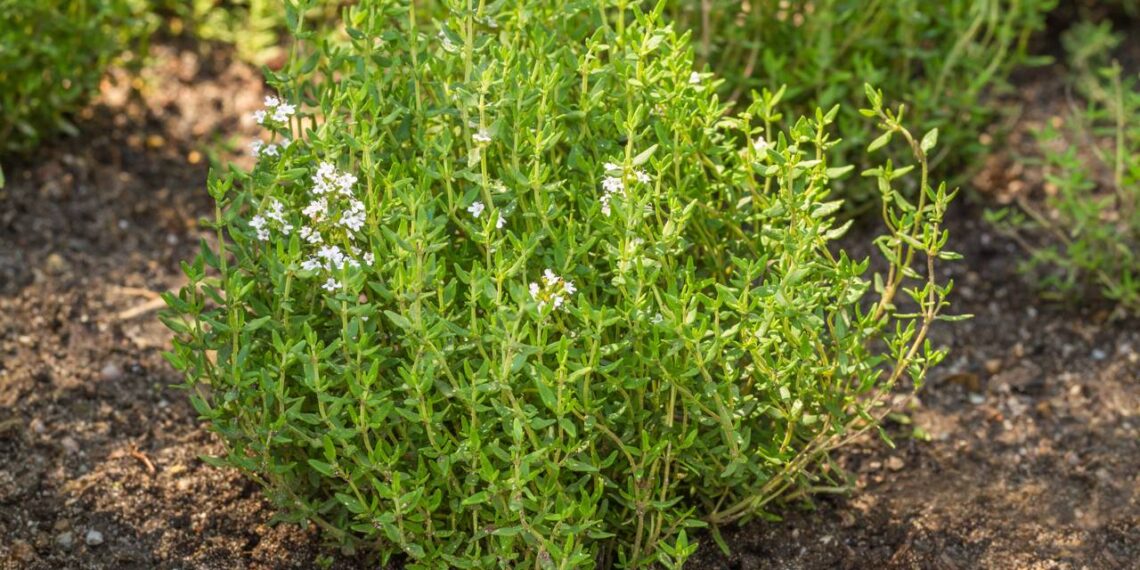 Tomilho plantado no solo