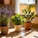 3 plantas que espantam baratas e formigas de casa sem usar veneno