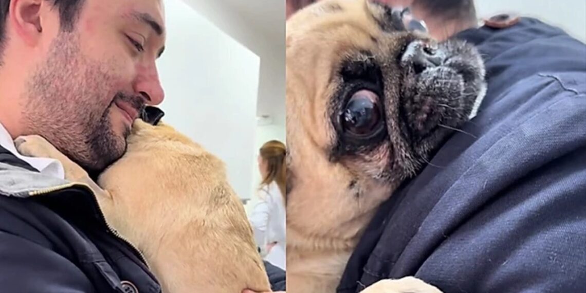 Caso da pug Juju mostra como a parada cardíaca em cães pode exigir reabilitação prolongada, com acompanhamento veterinário e adaptação da rotina