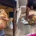 Depois de dias sem andar, Golden se emociona ao ver a cadeira de rodas e reação encanta