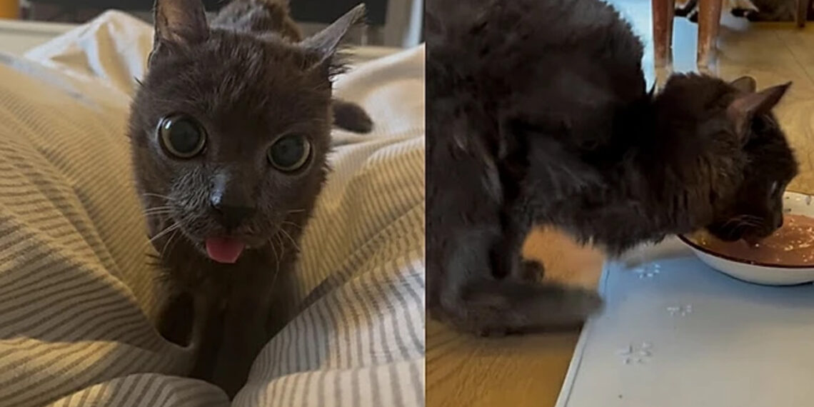 Blu, gatinha resgatada que anda como um canguru e conquista milhões de corações