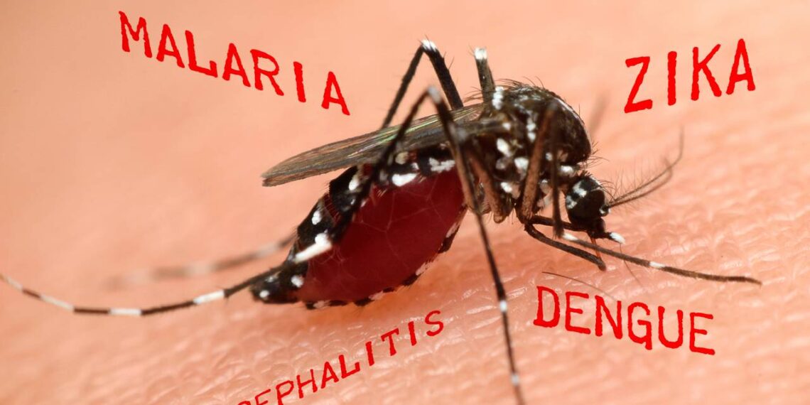 aedes aegypti
