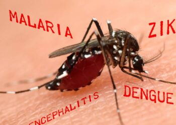 aedes aegypti