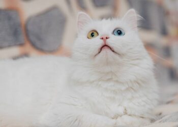 As raças de gatos com os olhos mais bonitos e marcantes do mundo felino