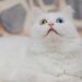 As raças de gatos com os olhos mais bonitos e marcantes do mundo felino