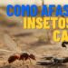 Os insetos estão infestando a sua casa no verão? Saiba como afastá-los com truques eficazes que manterão sua casa limpa e segura