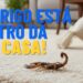 Este aracnídeo tem aparecido na casa dos brasileiros no verão e a sua picada pode ser fatal! Saiba como afastá-lo e proteger toda a sua família