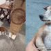 Cachorro cachaceiro é encontrado no bar e bronca hilária explode nas redes