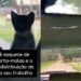 Motorista leva susto ao encontrar família escondida no carro em estrada deserta