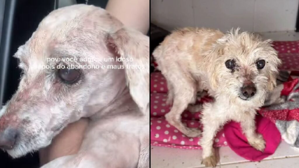 Cão resgatado após anos de sofrimento emociona ao mostrar sua transformação