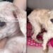 Cachorro idoso passa anos abandonado e finalmente encontra lar cheio de cuidado