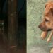 Amarrada no escuro: a virada na vida de Olivia expõe a crueldade do abandono de animais no Brasil