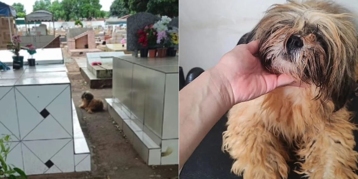 Cachorrinha que guardou o túmulo do tutor por 10 meses expõe uma verdade incômoda sobre o luto dos cães