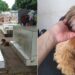 Cachorrinha que guardou o túmulo do tutor por 10 meses  expõe uma verdade incômoda sobre o luto dos cães