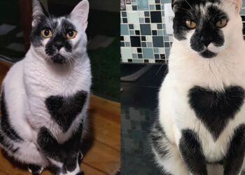 Gato SRD de Minas Gerais encanta público e ganha título de mais bonito do Brasil