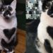 Gato SRD de Minas Gerais encanta público e ganha título de mais bonito do Brasil