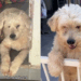 Desde filhote, interessados sempre desistem em adotar esse cãozinho: “Ele é o mais amoroso do abrigo”
