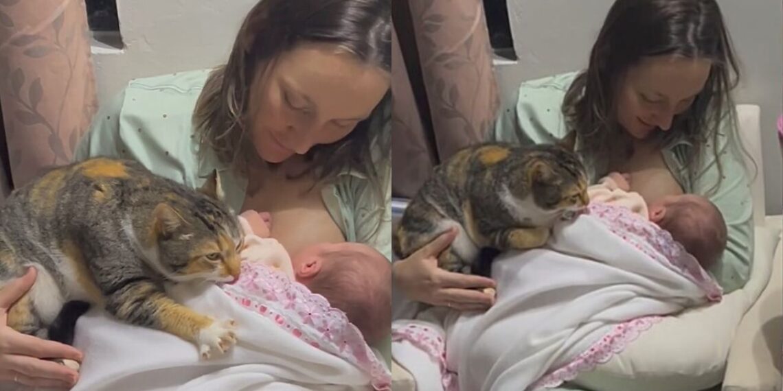 Gato amassa pãozinho para dar boas-vindas ao bebê e cena encanta a família