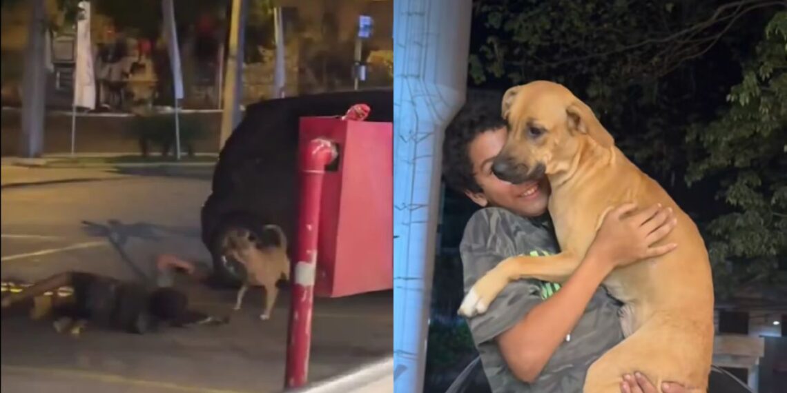 Menino do farol emociona ao trabalhar acompanhado do seu cachorro