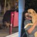 Menino do farol emociona ao trabalhar acompanhado do seu cachorro