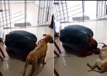 Veterinária atende cachorrinha de tutor sem dinheiro e mostra como solidariedade pode salvar vidas de animais