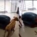 Veterinária atende cachorrinha de tutor sem dinheiro e mostra como solidariedade pode salvar vidas de animais