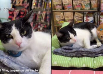 “Adotei um gato para o meu gato”: gato mostra indignação ao conhecer filhote e conquista as redes com reação hilária