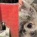 Cadela esquecida por meses é resgatada e ganha uma vida cheia de afeto